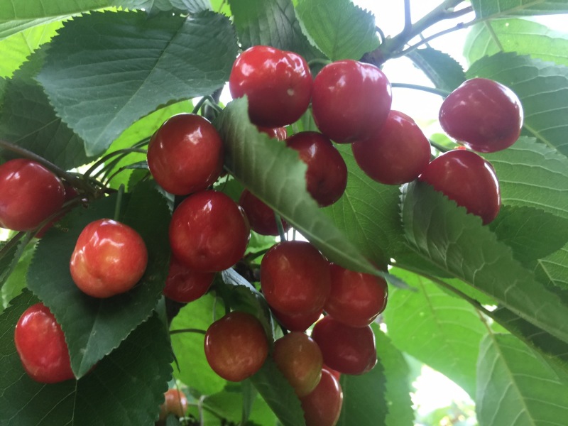 灵宝市红宝石露天大红樱桃🍒