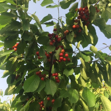 灵宝市红宝石露天大红樱桃🍒