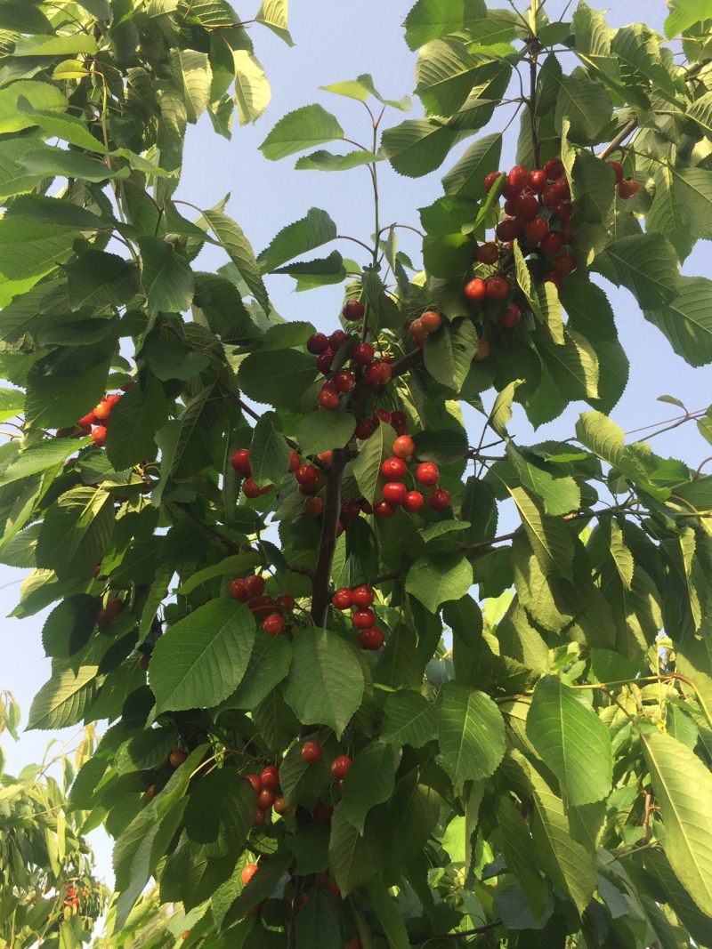 灵宝市红宝石露天大红樱桃🍒