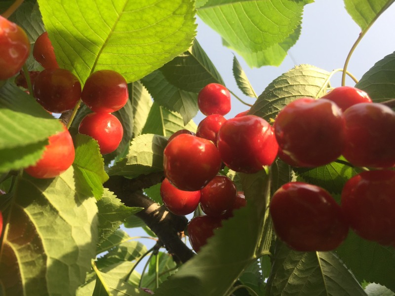 灵宝市红宝石露天大红樱桃🍒