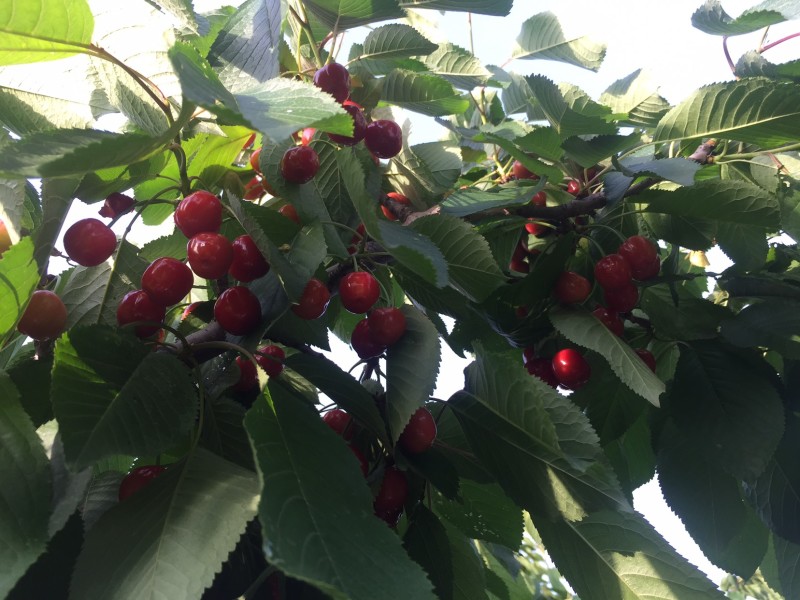灵宝市红宝石露天大红樱桃🍒