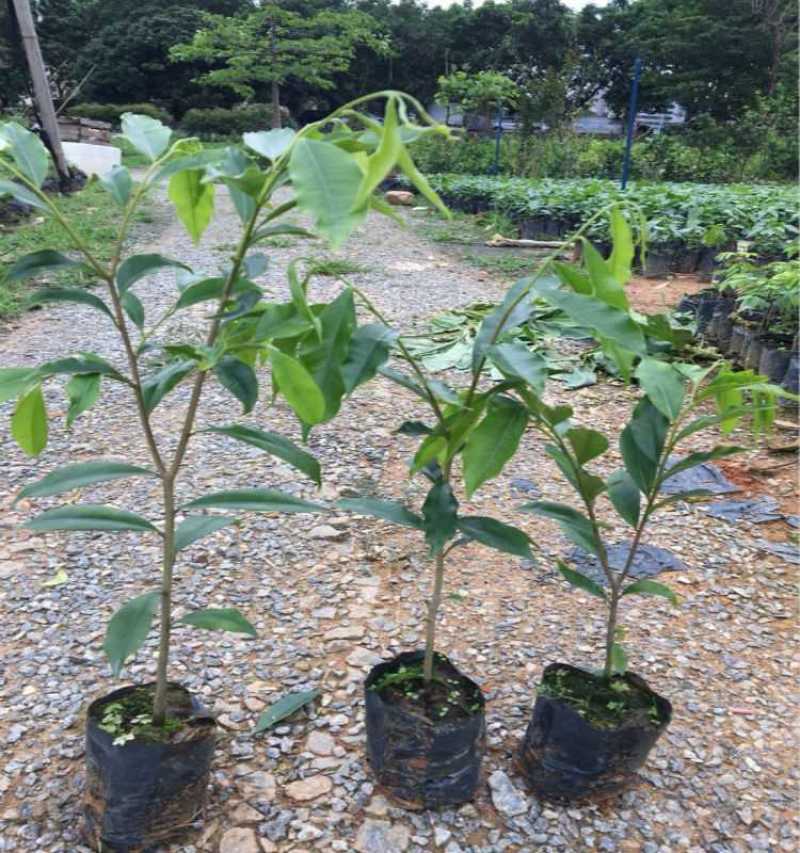 沉香树苗名贵树金丝正宗海南奇楠沉香树黄花梨南北方种植包邮
