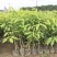 沉香树苗名贵树金丝正宗海南奇楠沉香树黄花梨南北方种植包邮