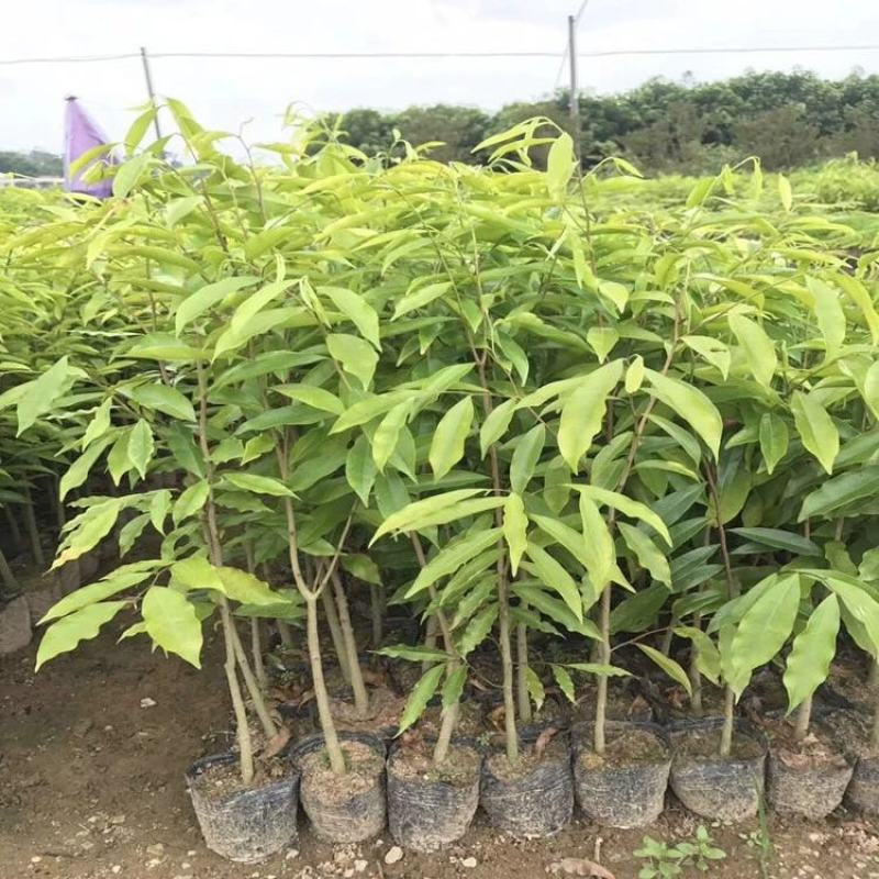 沉香树苗名贵树金丝正宗海南奇楠沉香树黄花梨南北方种植包邮