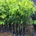 沉香树苗名贵树金丝正宗海南奇楠沉香树黄花梨南北方种植包邮