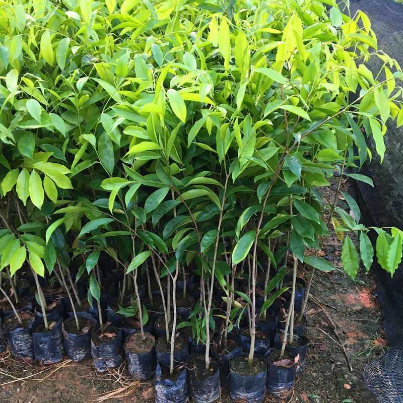沉香树苗名贵树金丝正宗海南奇楠沉香树黄花梨南北方种植包邮