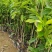 沉香树苗名贵树金丝正宗海南奇楠沉香树黄花梨南北方种植包邮