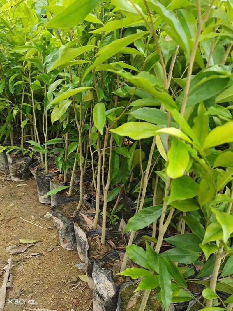 沉香树苗名贵树金丝正宗海南奇楠沉香树黄花梨南北方种植包邮