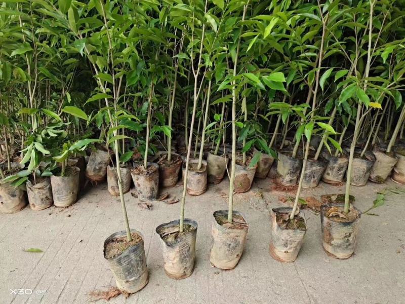 沉香树苗名贵树金丝正宗海南奇楠沉香树黄花梨南北方种植包邮