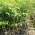 沉香树苗名贵树金丝正宗海南奇楠沉香树黄花梨南北方种植包邮