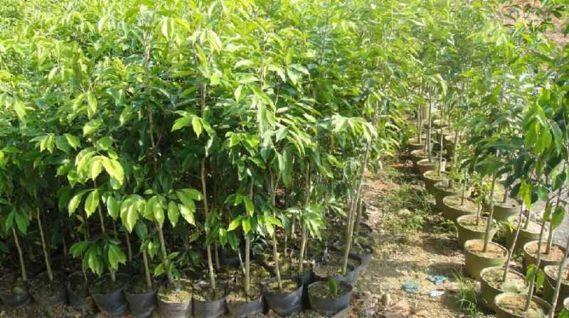 沉香树苗名贵树金丝正宗海南奇楠沉香树黄花梨南北方种植包邮