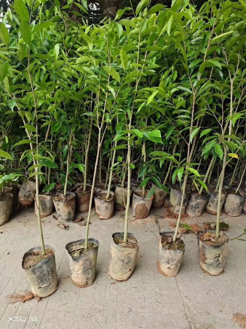 沉香树苗名贵树金丝正宗海南奇楠沉香树黄花梨南北方种植包邮