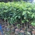 沉香树苗名贵树金丝正宗海南奇楠沉香树黄花梨南北方种植包邮