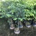 沉香树苗名贵树金丝正宗海南奇楠沉香树黄花梨南北方种植包邮