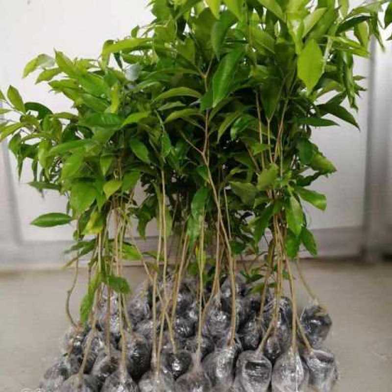 沉香树苗名贵树金丝正宗海南奇楠沉香树黄花梨南北方种植包邮