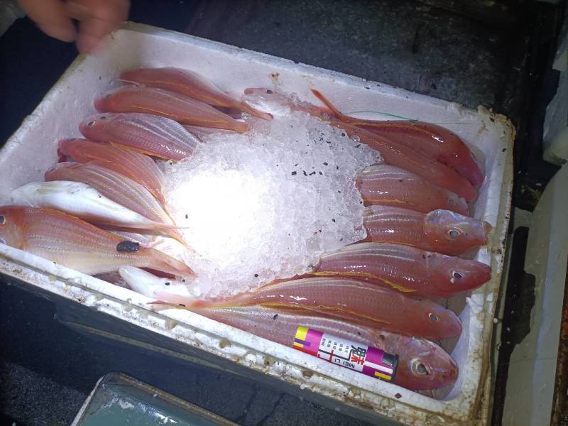 金丝鱼