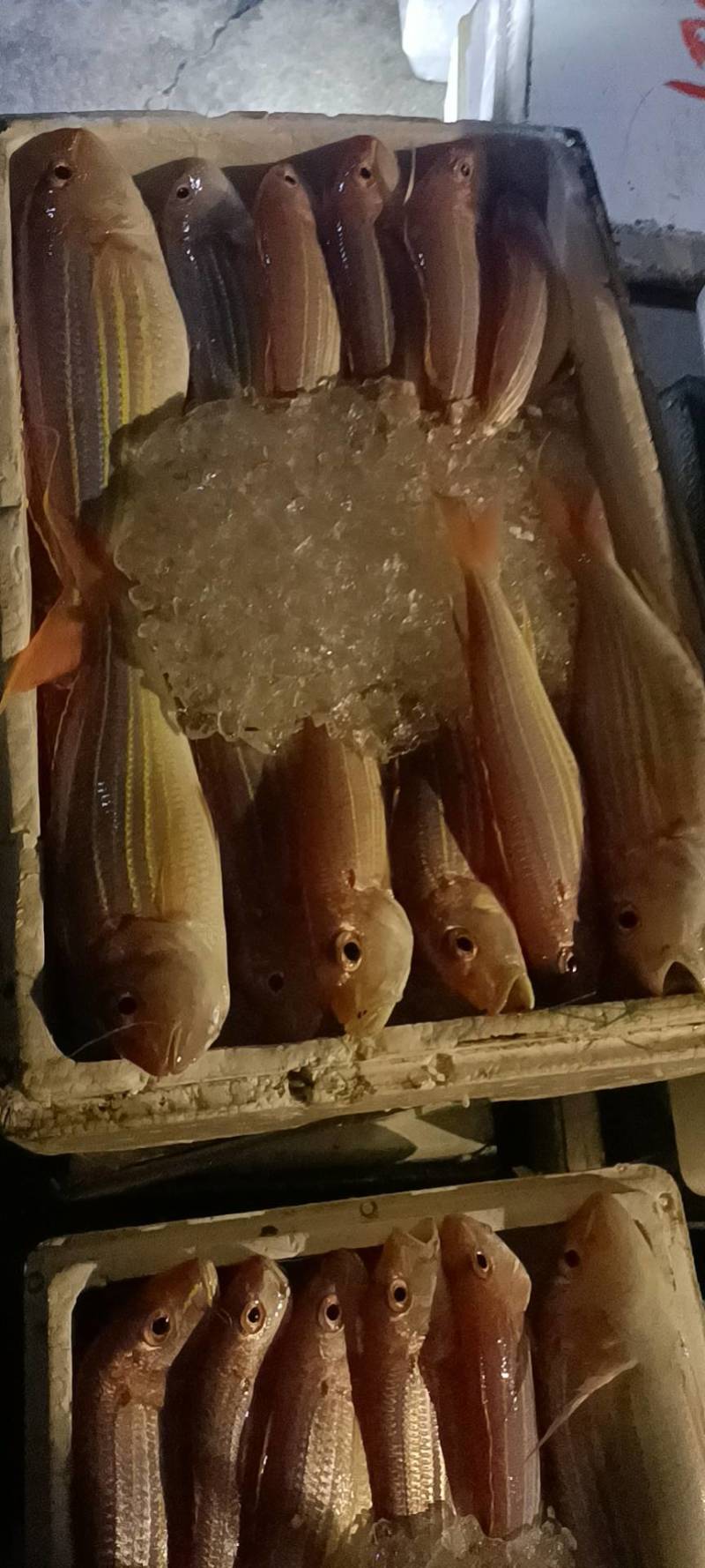 金丝鱼