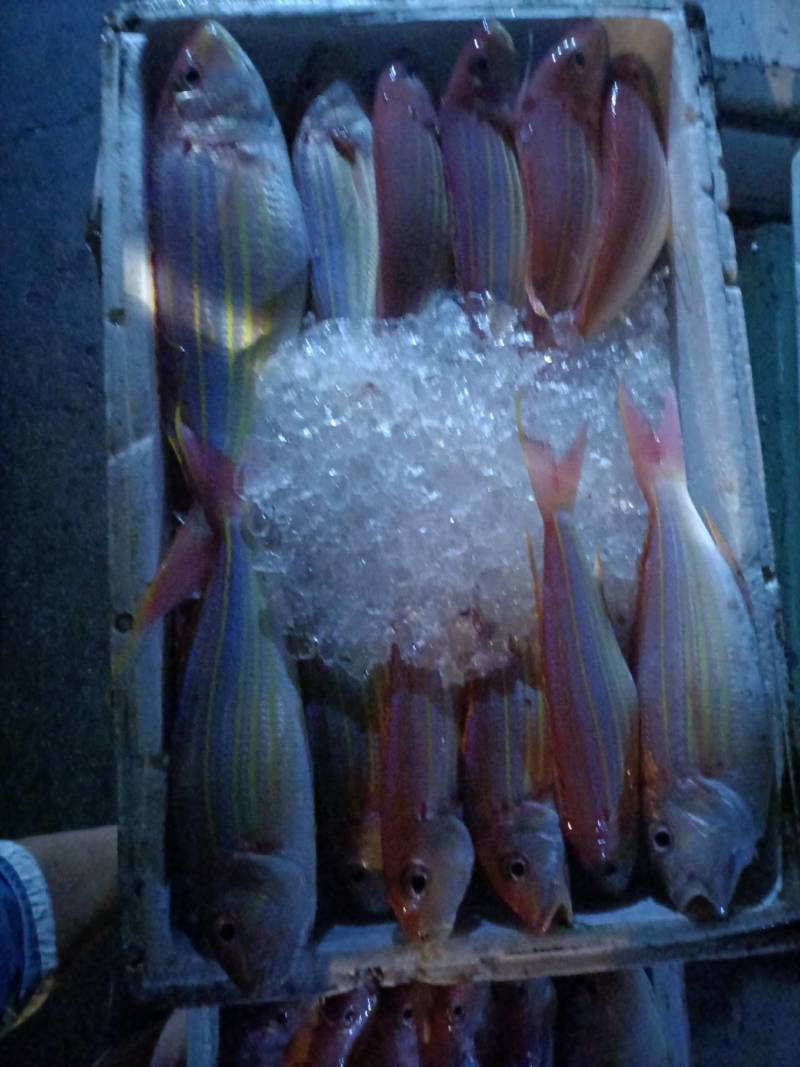 金丝鱼