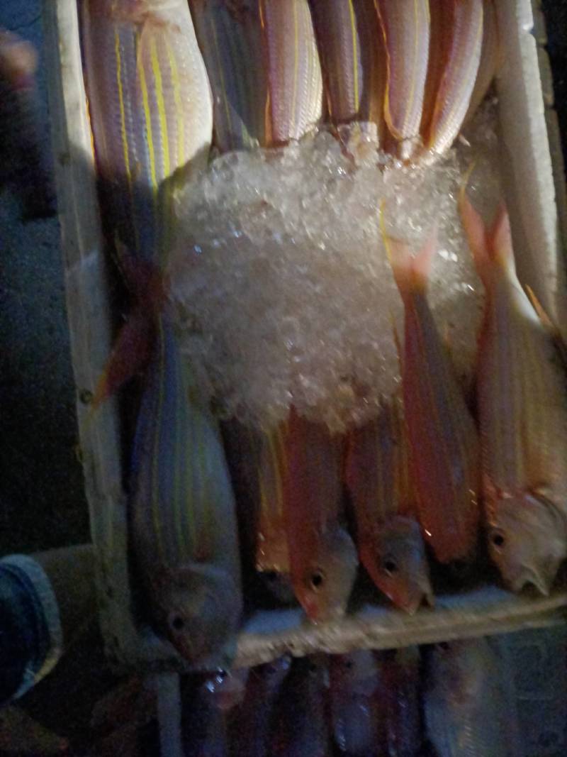 金丝鱼
