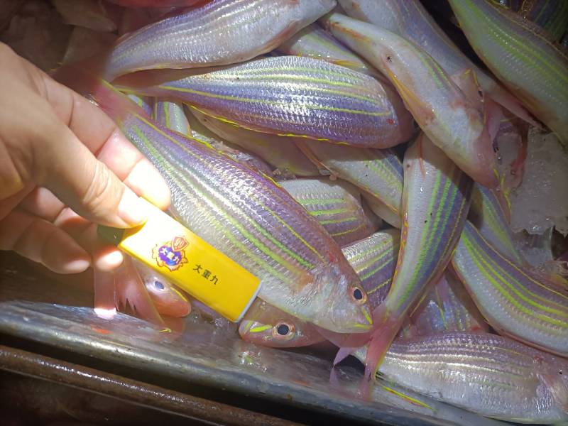 金丝鱼