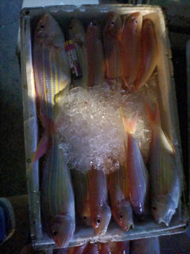 金丝鱼