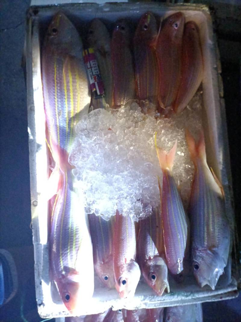 金丝鱼