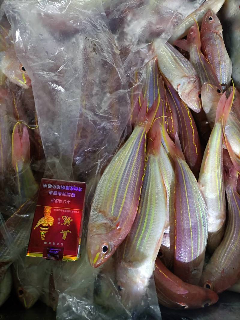 金丝鱼