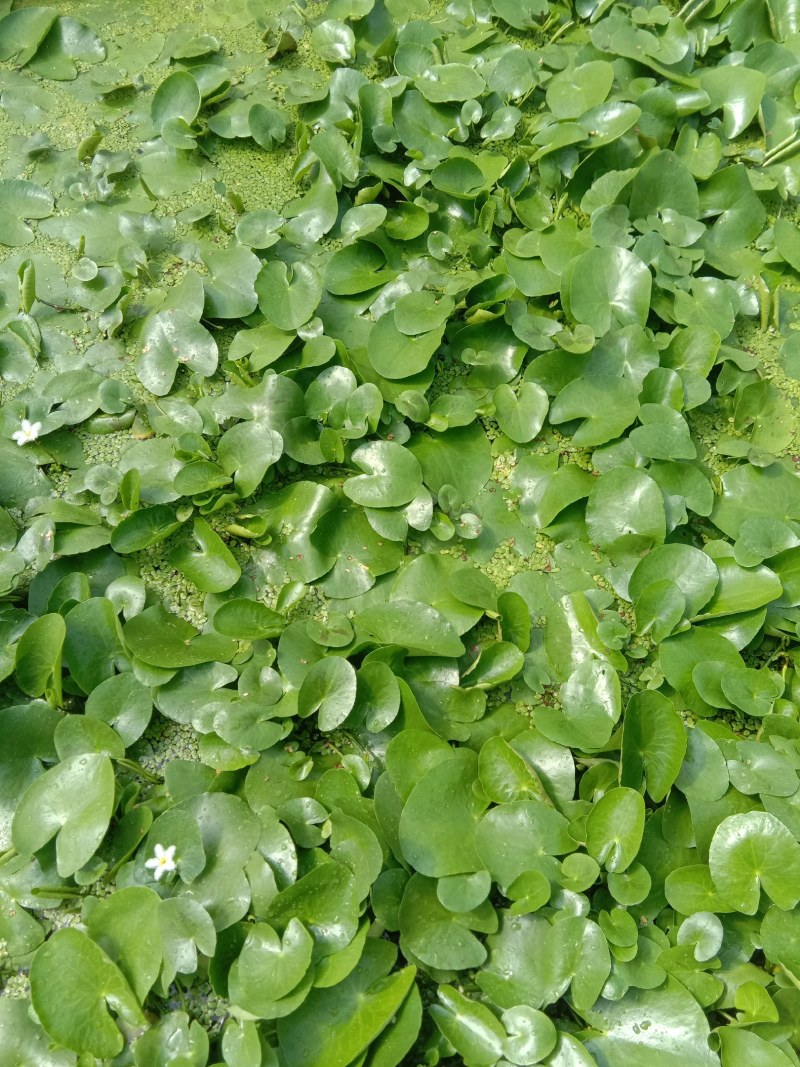 一叶莲碗莲水生花卉水培植物室内阳台四季开花盆栽鱼缸莲花浮