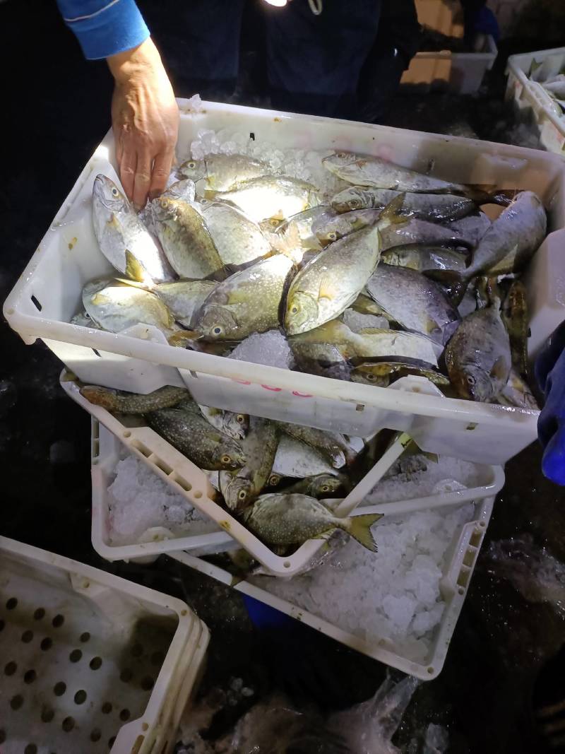 泥猛鱼