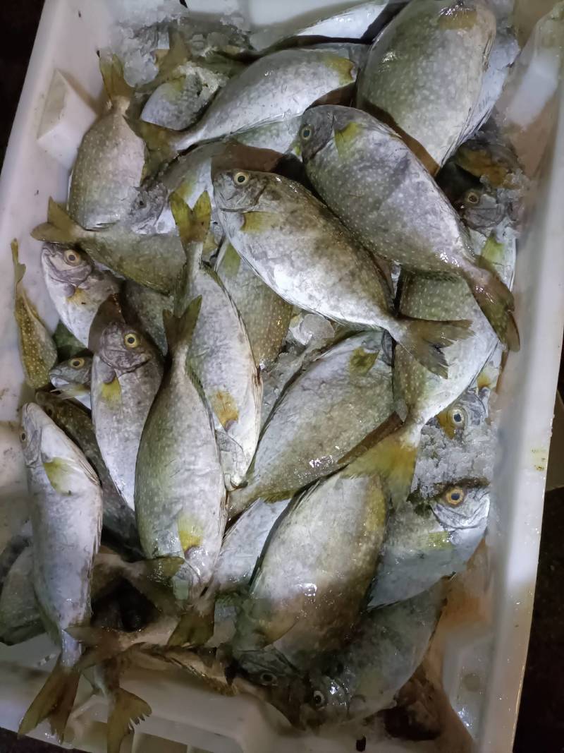 泥猛鱼