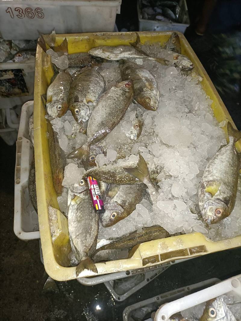 泥猛鱼