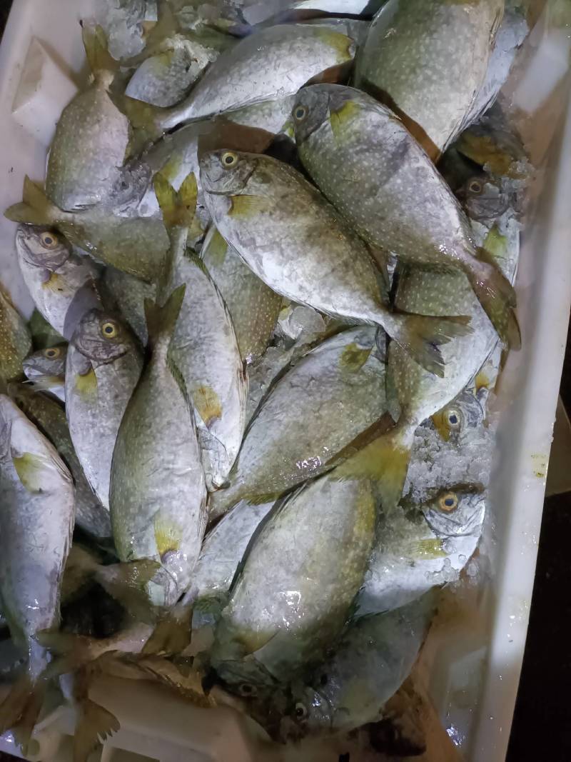 泥猛鱼