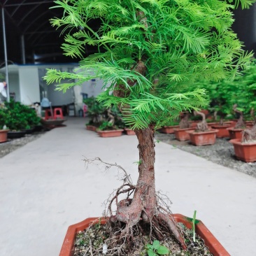 水杉丛林盆景盆栽办公室绿植养眼小植物木本久生植物老桩盆景