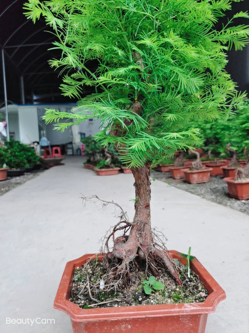 水杉丛林盆景盆栽办公室绿植养眼小植物木本久生植物老桩盆景