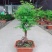 水杉丛林盆景盆栽办公室绿植养眼小植物木本久生植物老桩盆景