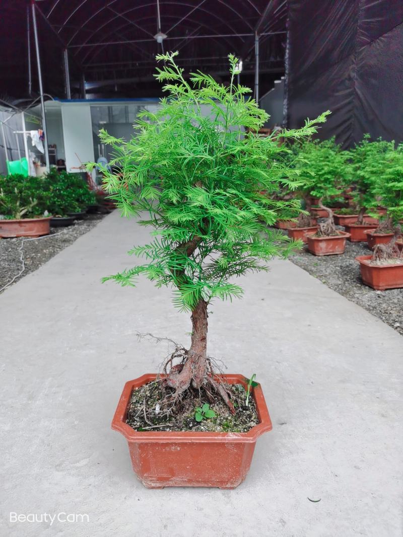 水杉丛林盆景盆栽办公室绿植养眼小植物木本久生植物老桩盆景