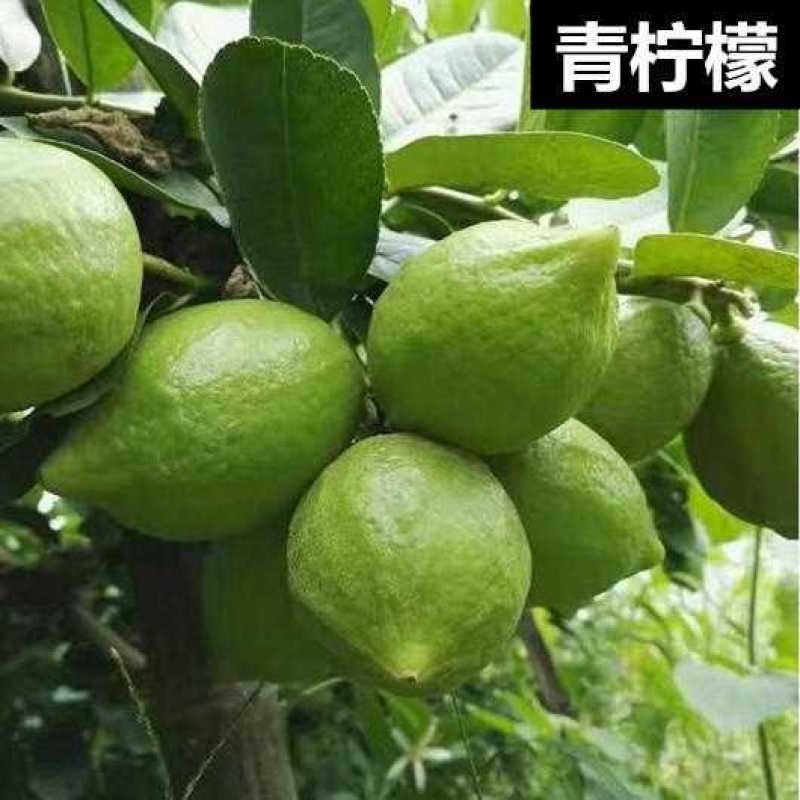 柠檬树苗台湾香水柠檬无籽青柠苗尤力克柠檬苗四季结果