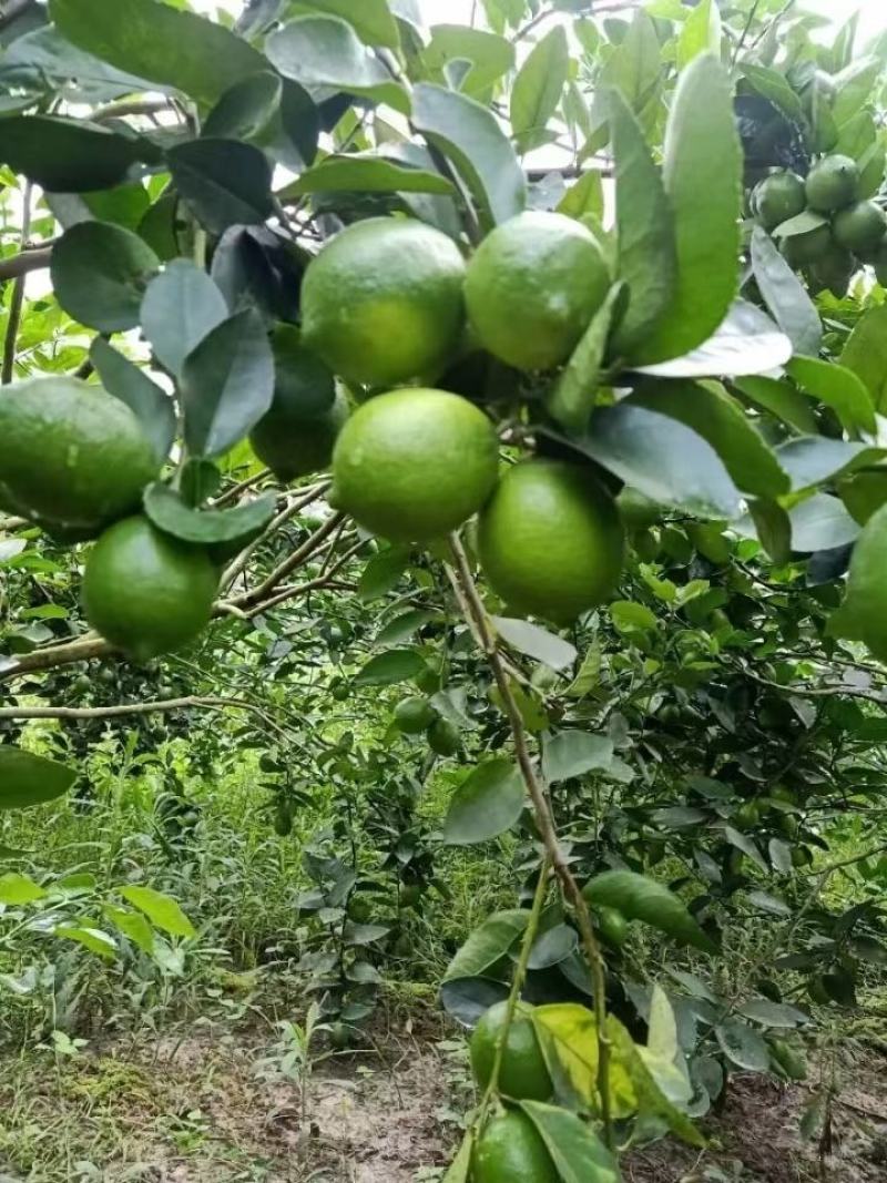 柠檬树苗台湾香水柠檬无籽青柠苗尤力克柠檬苗四季结果