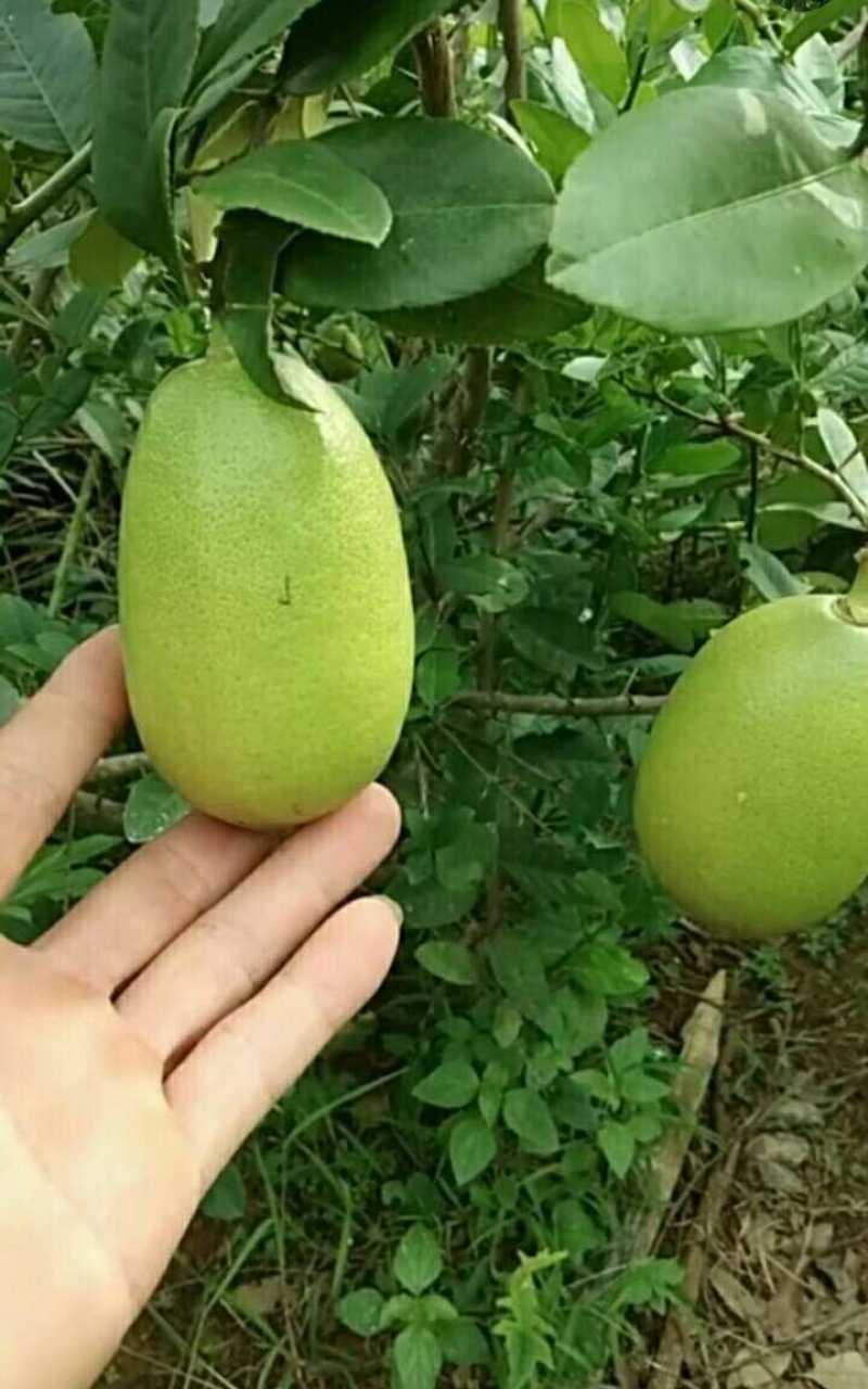 柠檬树苗台湾香水柠檬无籽青柠苗尤力克柠檬苗四季结果