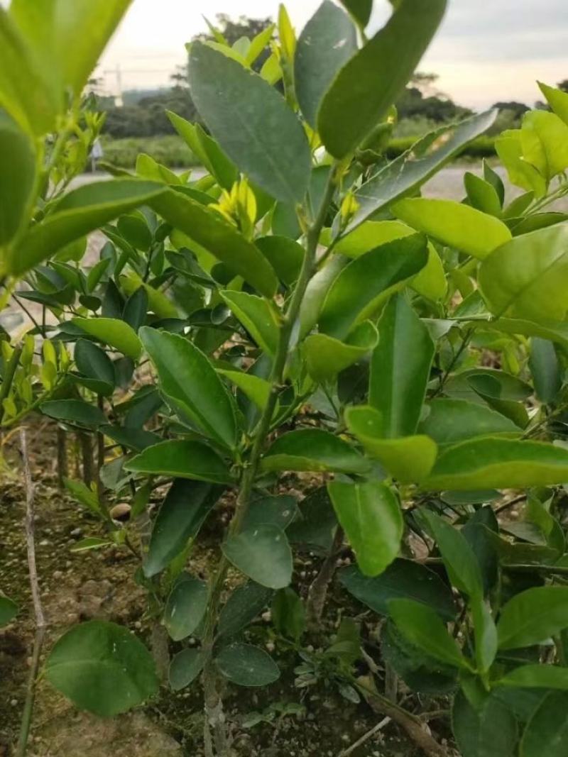 柠檬树苗台湾香水柠檬无籽青柠苗尤力克柠檬苗四季结果