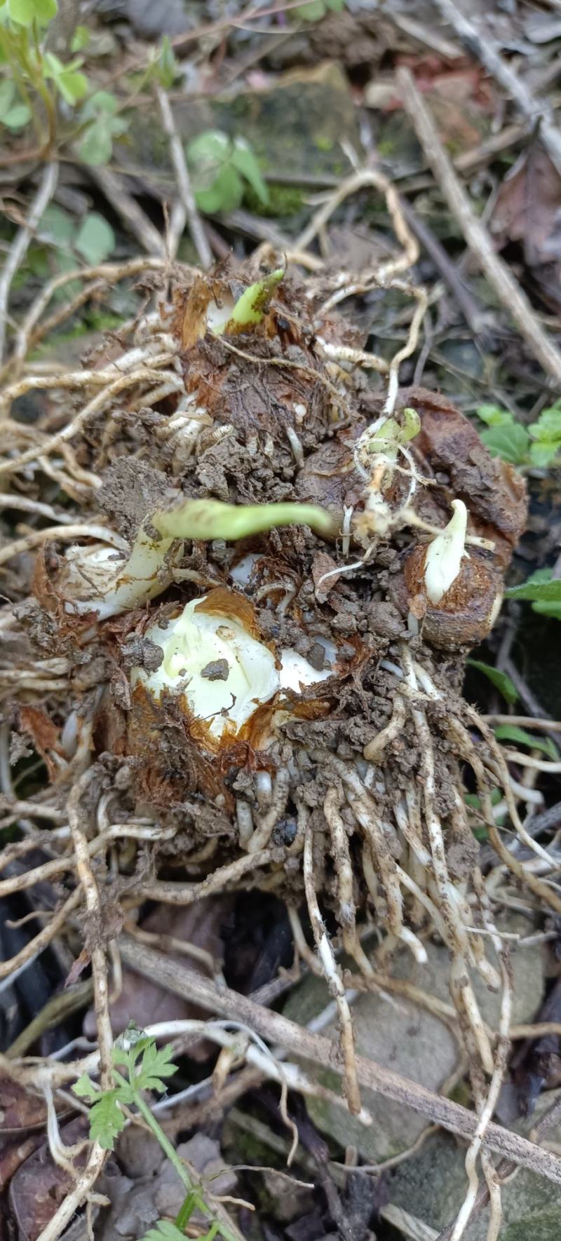 野生虎掌，有需要的吗，根部入药