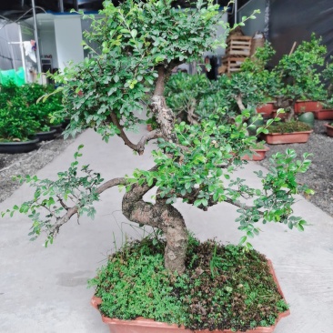 小叶榆树盆景室内卧室抗电脑辐射植物盆景净化空气四季常青绿