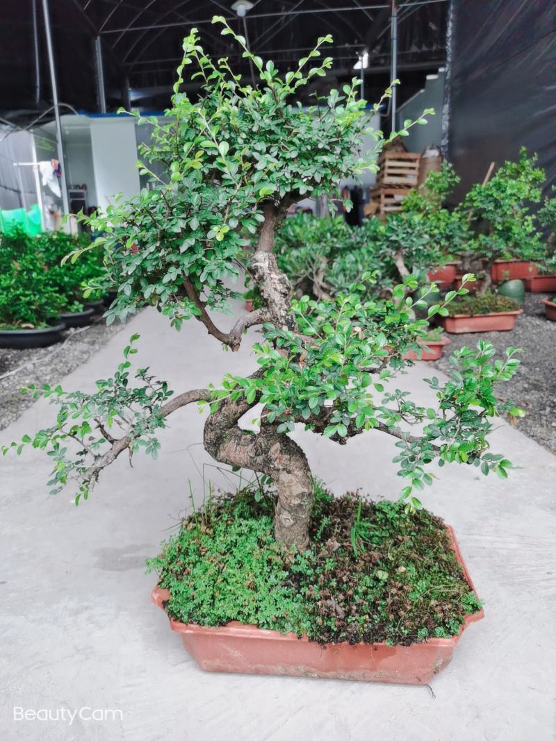 小叶榆树盆景室内卧室抗电脑辐射植物盆景净化空气四季常青绿