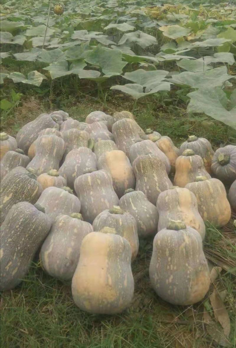 【基地直供】奶油小糯仔南瓜，个头均匀瓜型好，口感粉糯