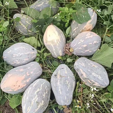 香芋南瓜，浓香型，个头均匀，老度好，适合商超电商平台