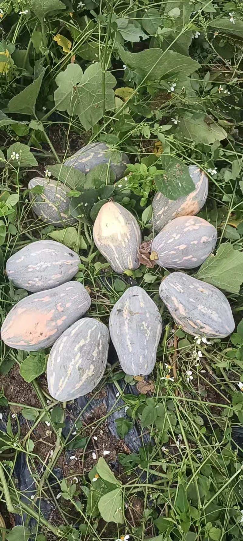 香芋南瓜，浓香型，个头均匀，老度好，适合商超电商平台