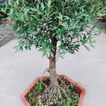 小叶赤楠盆景老桩禅意室内庭院种植绿植山乌珠