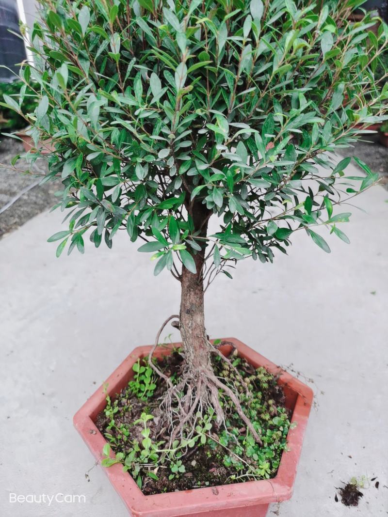 小叶赤楠盆景老桩禅意室内庭院种植绿植山乌珠