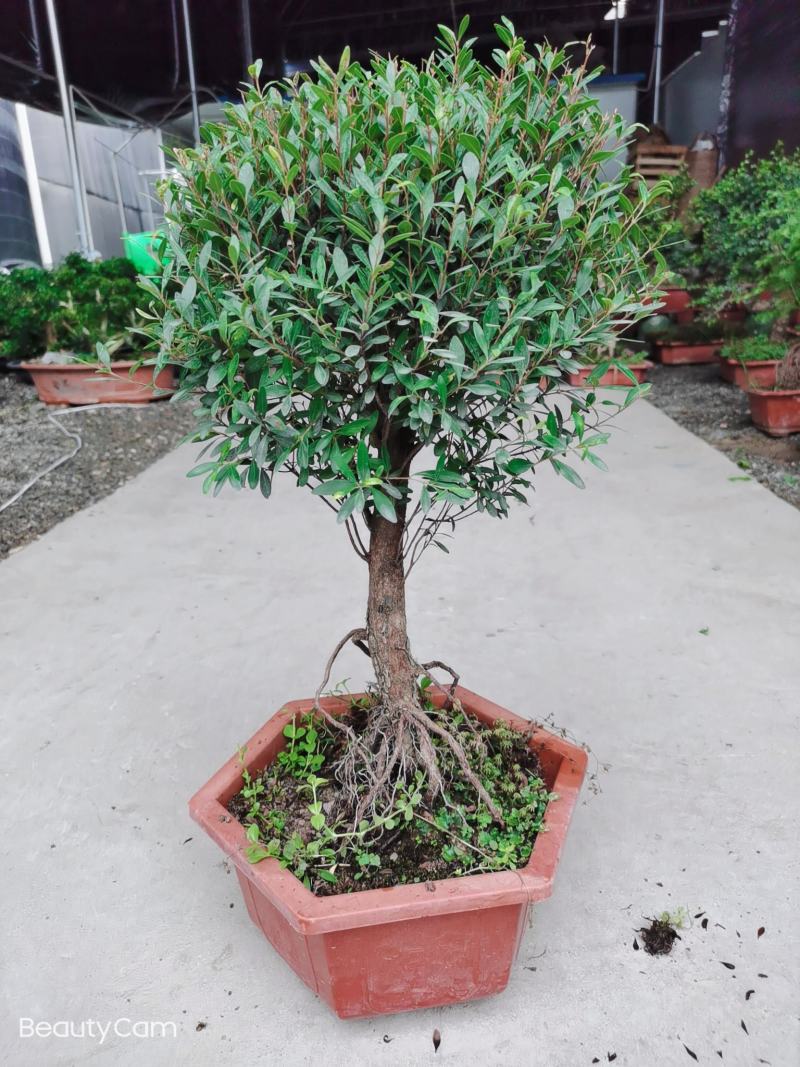 小叶赤楠盆景老桩禅意室内庭院种植绿植山乌珠