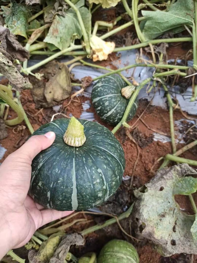 沙漠板栗南瓜，种植在日照时间长，昼夜温差大的西北沙漠边上